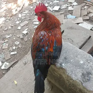 Hybrid and Local Birds