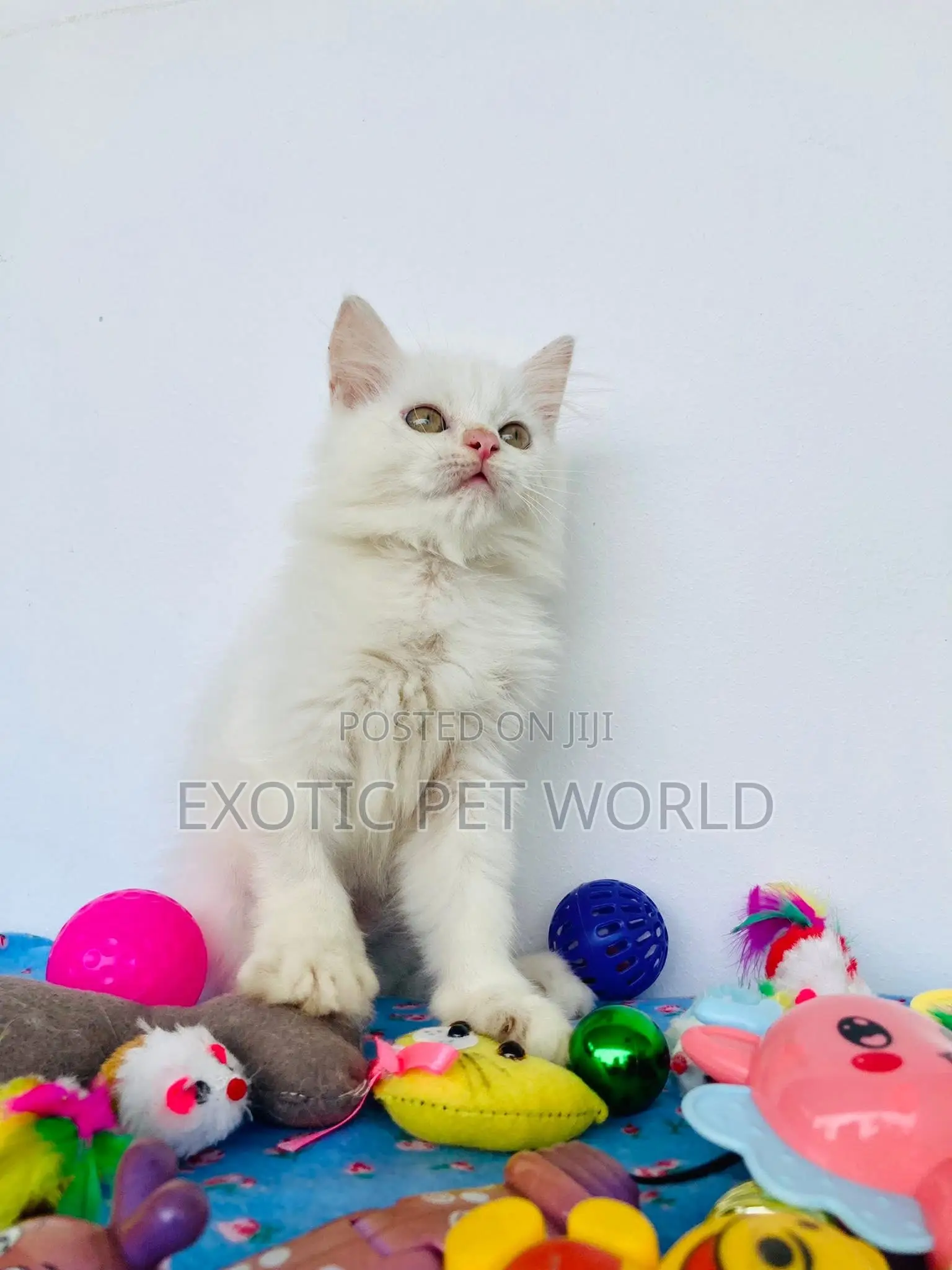 0-1 month Male Purebred Persian