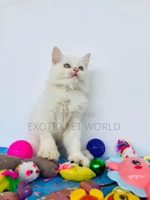 0-1 month Male Purebred Persian