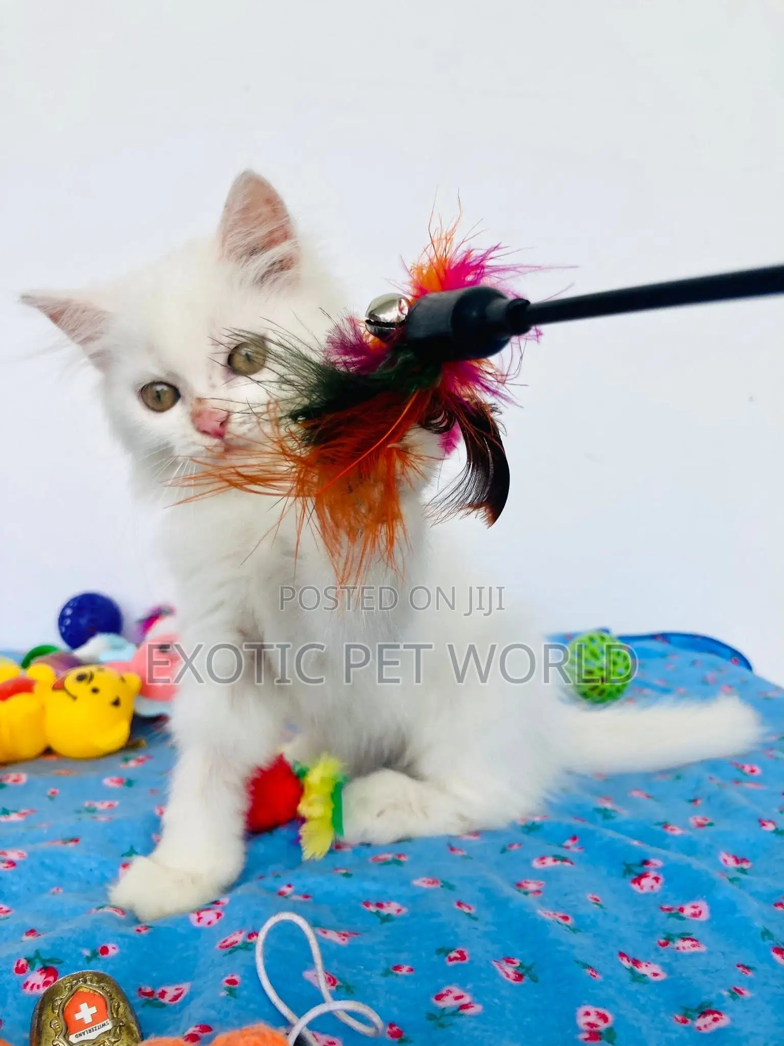 0-1 month Male Purebred Persian