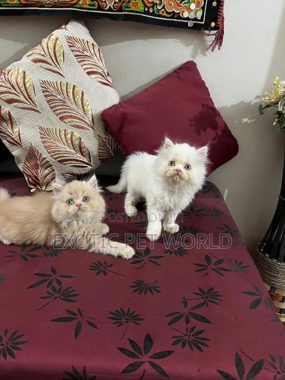 1-3 months Male Purebred Persian