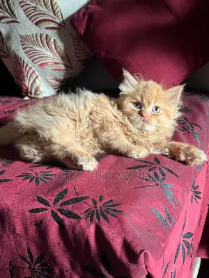 1-3 months Male Purebred Persian