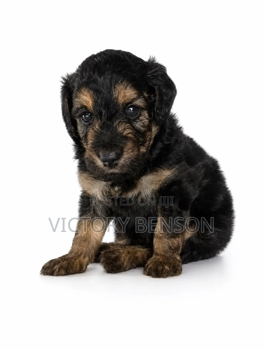 1-3 months Male Mixed Breed Yorkipoo