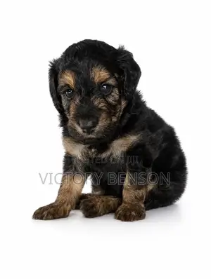 1-3 months Male Mixed Breed Yorkipoo