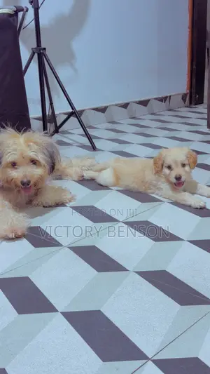 1-3 months Male Mixed Breed Yorkipoo