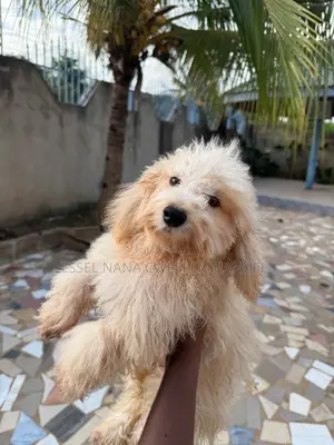 3-6 months Male Purebred Poodle