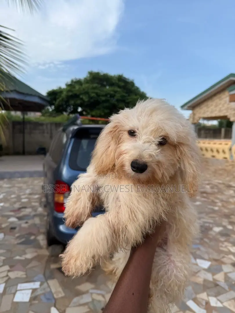 3-6 months Male Purebred Poodle