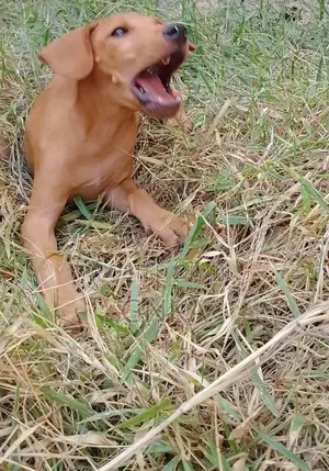 1-3 months Male Mixed Breed German Shepherd