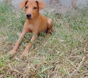 1-3 months Male Mixed Breed German Shepherd