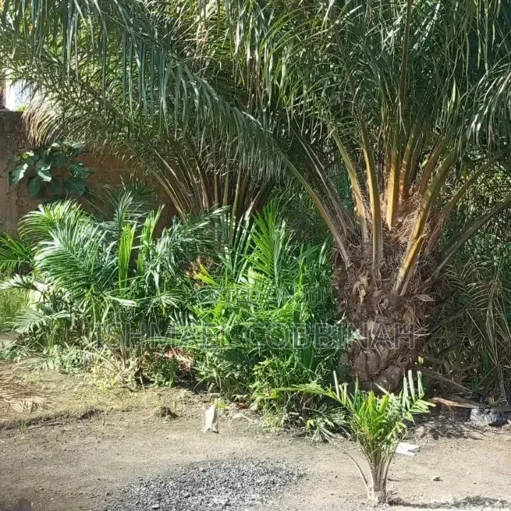 Tema West Adjei Kojo