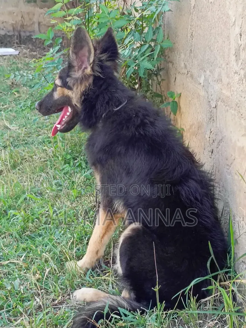 3-6 months Female Purebred German Shepherd