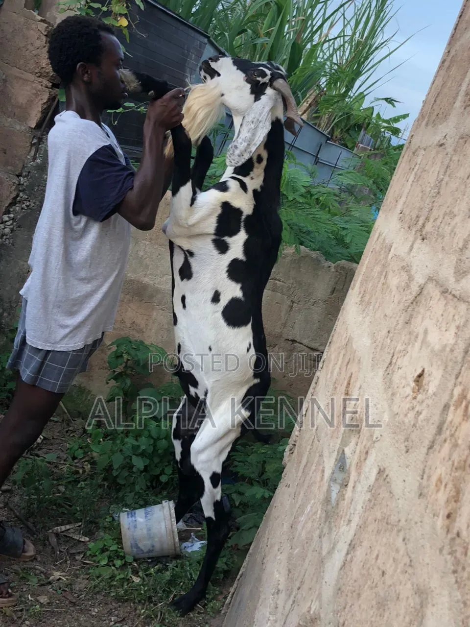 Huge Male Chad Breed Goat