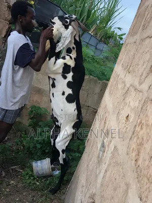 Huge Male Chad Breed Goat