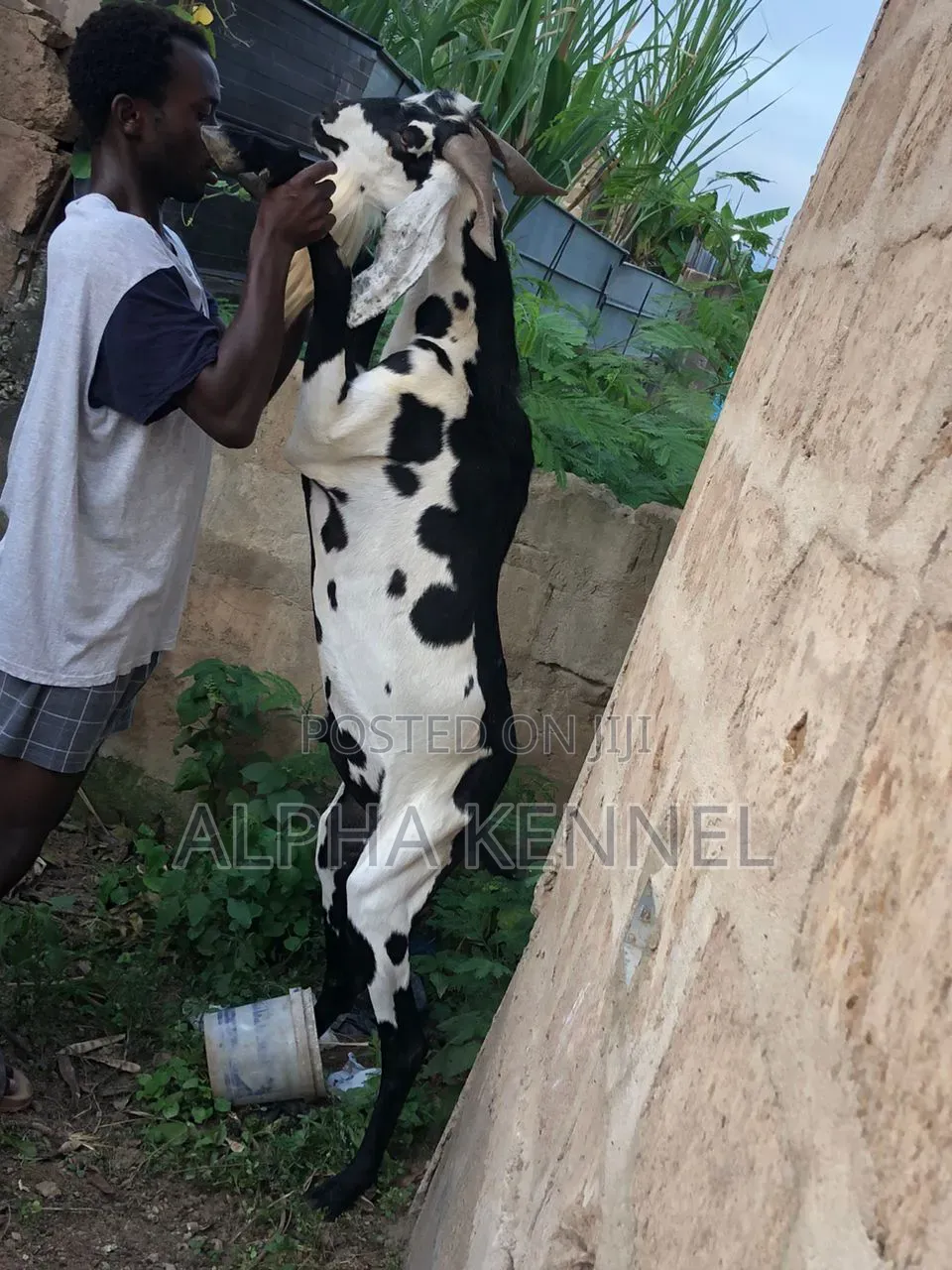 Huge Male Chad Breed Goat