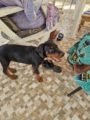 1-3 months Female Purebred Doberman Pinscher