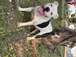 1+ year Male Purebred American Bulldog