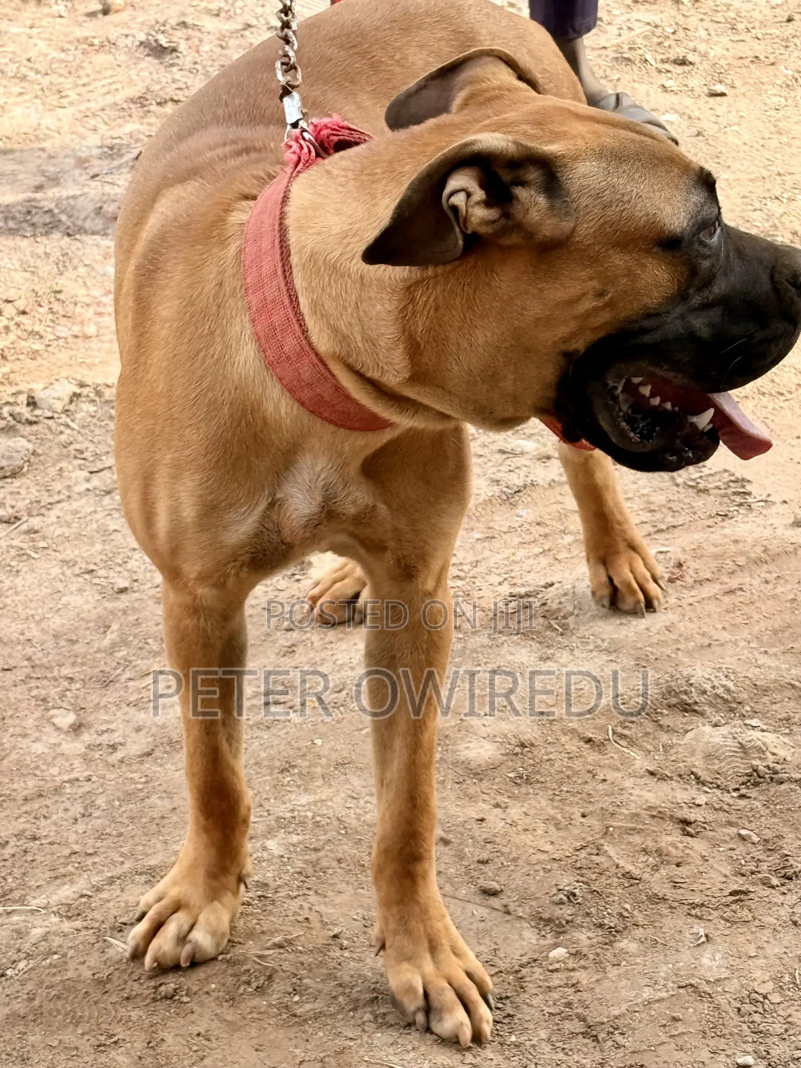 6-12 months Male Mixed Breed Bullmastiff