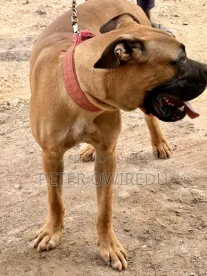 6-12 months Male Mixed Breed Bullmastiff