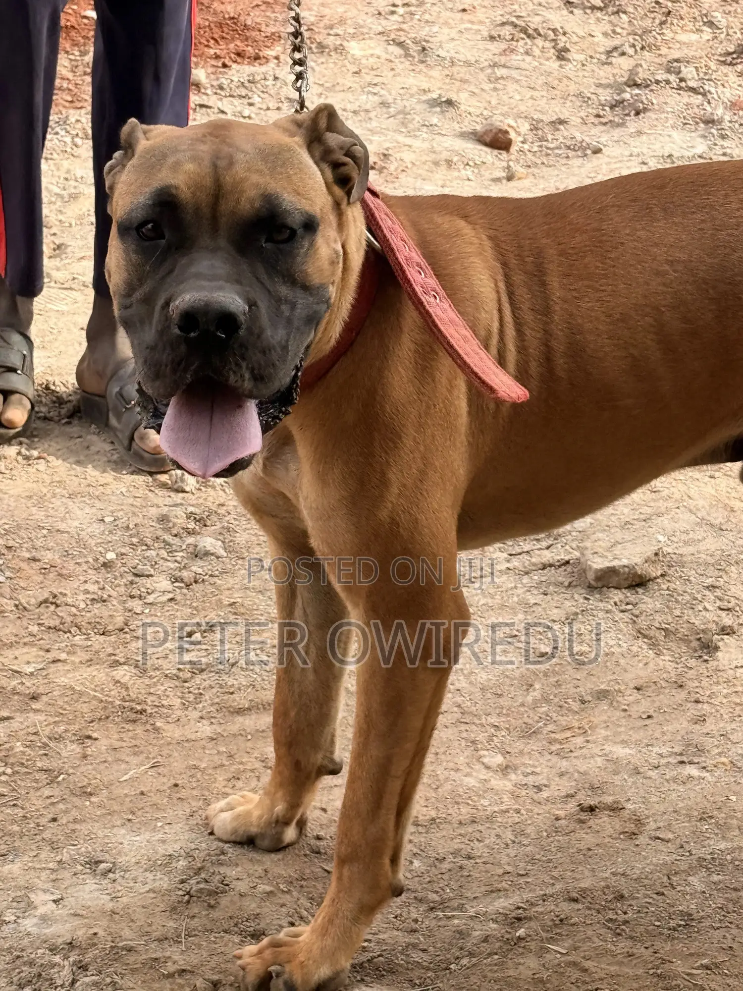 6-12 months Male Mixed Breed Bullmastiff