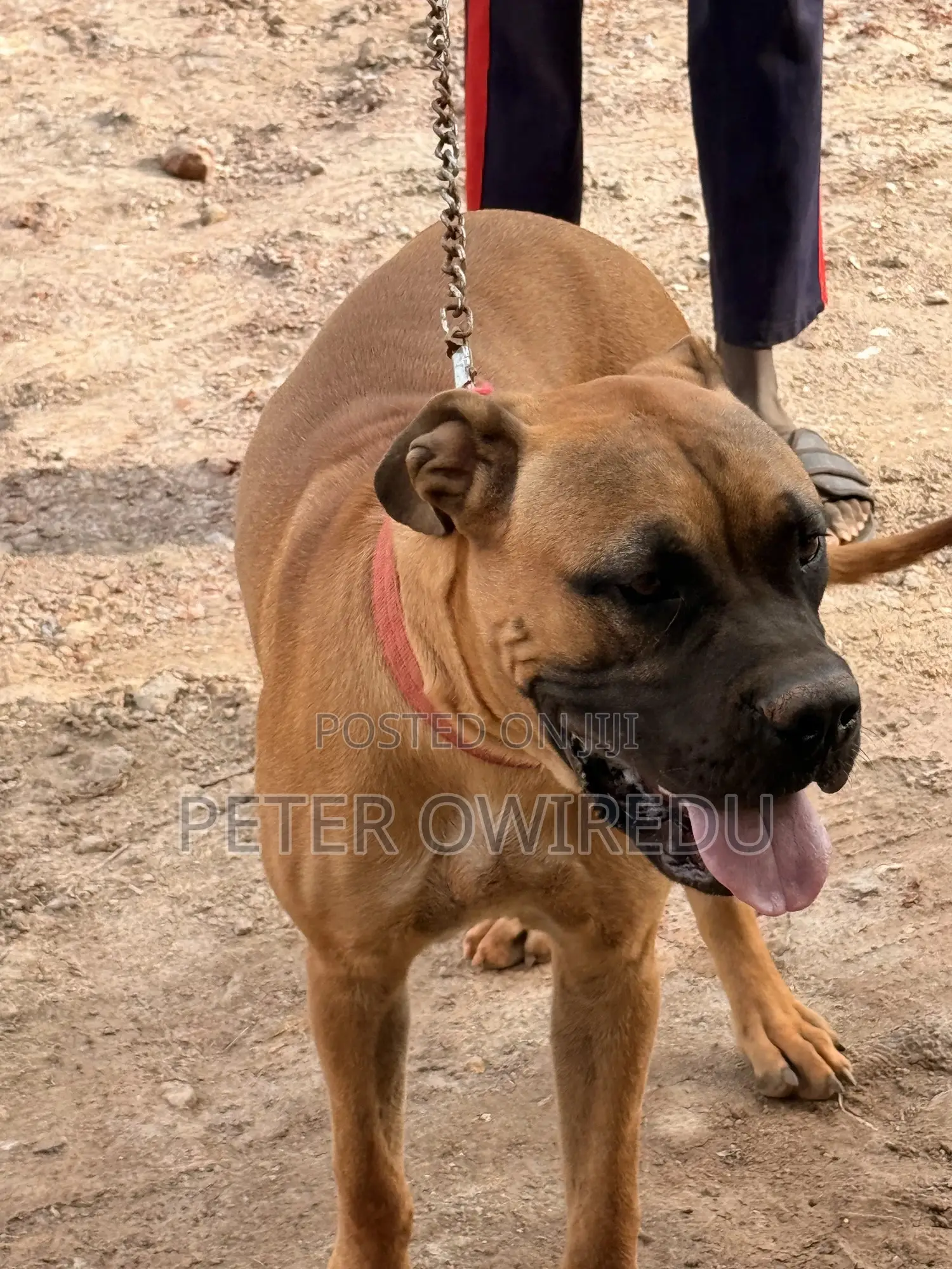 6-12 months Male Mixed Breed Bullmastiff