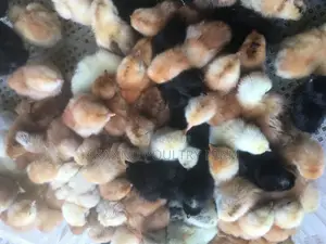 Day Old Layers.