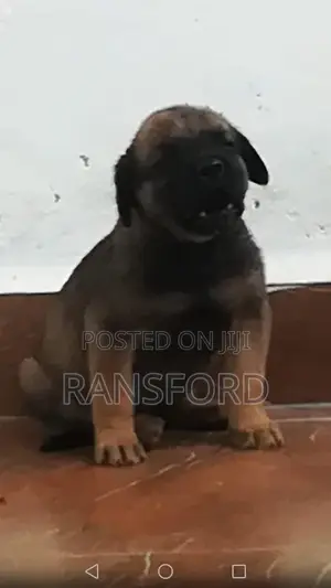 1-3 months Male Purebred Boerboel