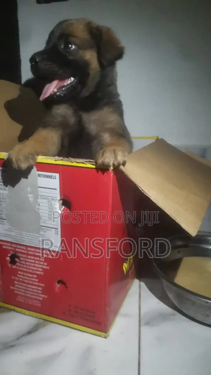 1-3 months Male Purebred Boerboel