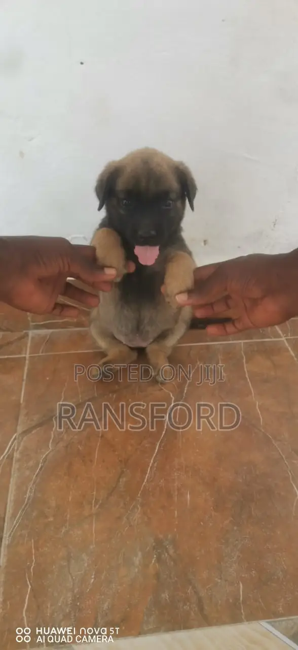 1-3 months Male Purebred Boerboel