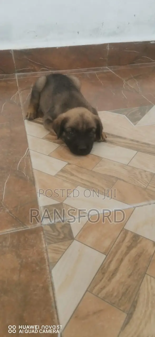 1-3 months Male Purebred Boerboel