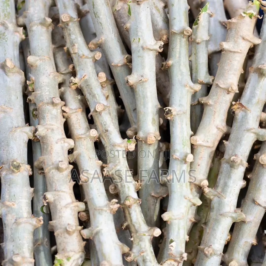 Hybrid Cassava Stems/Sticks