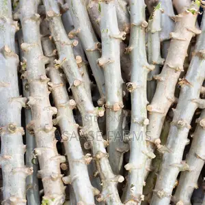 Hybrid Cassava Stems/Sticks