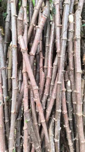 Hybrid Cassava Stems/Sticks