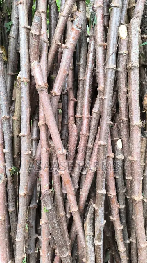 Hybrid Cassava Stems/Sticks