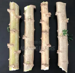 Hybrid Cassava Stems/Sticks