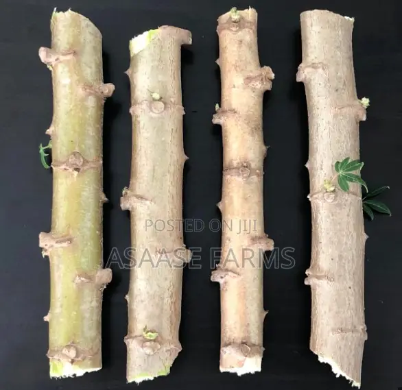 Hybrid Cassava Stems/Sticks