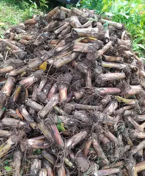 Plantain Suckers for Sale (High Yield Fast Growing)