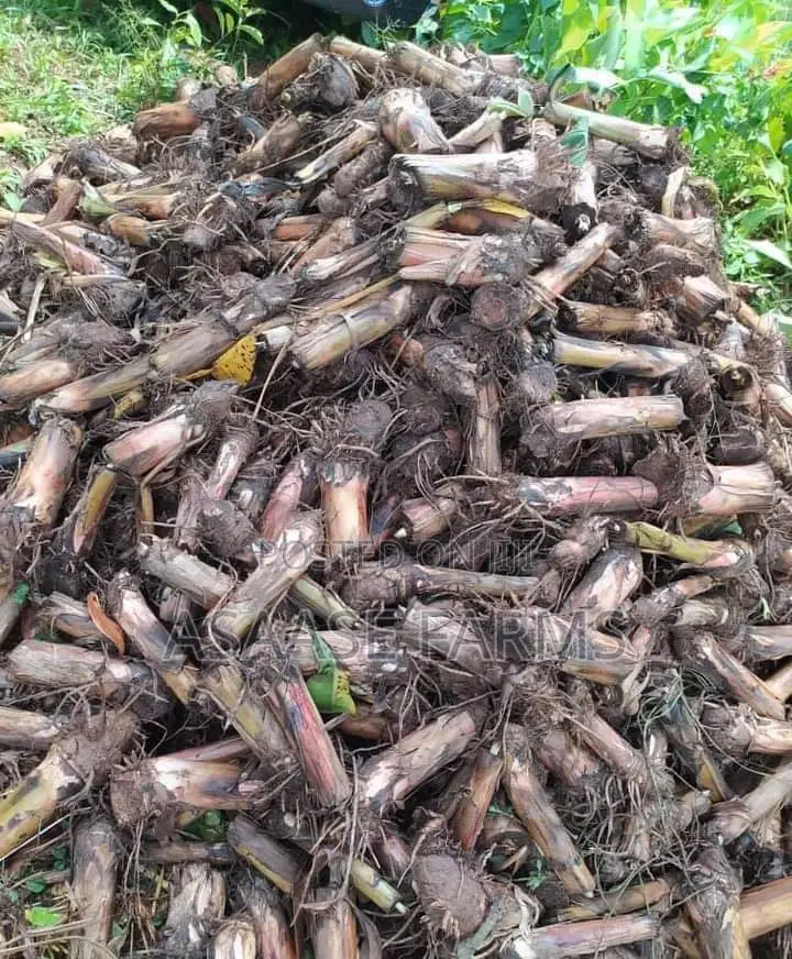 Plantain Suckers for Sale (High Yield Fast Growing)