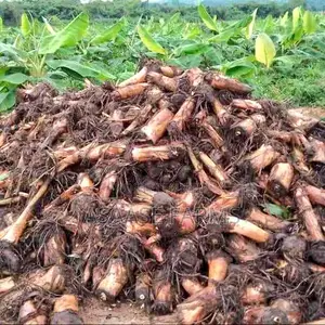 Plantain Suckers for Sale (High Yield Fast Growing)