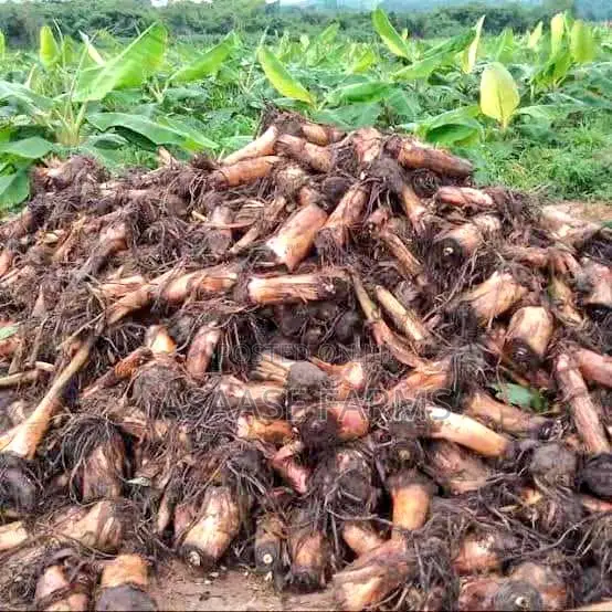 Plantain Suckers for Sale (High Yield Fast Growing)