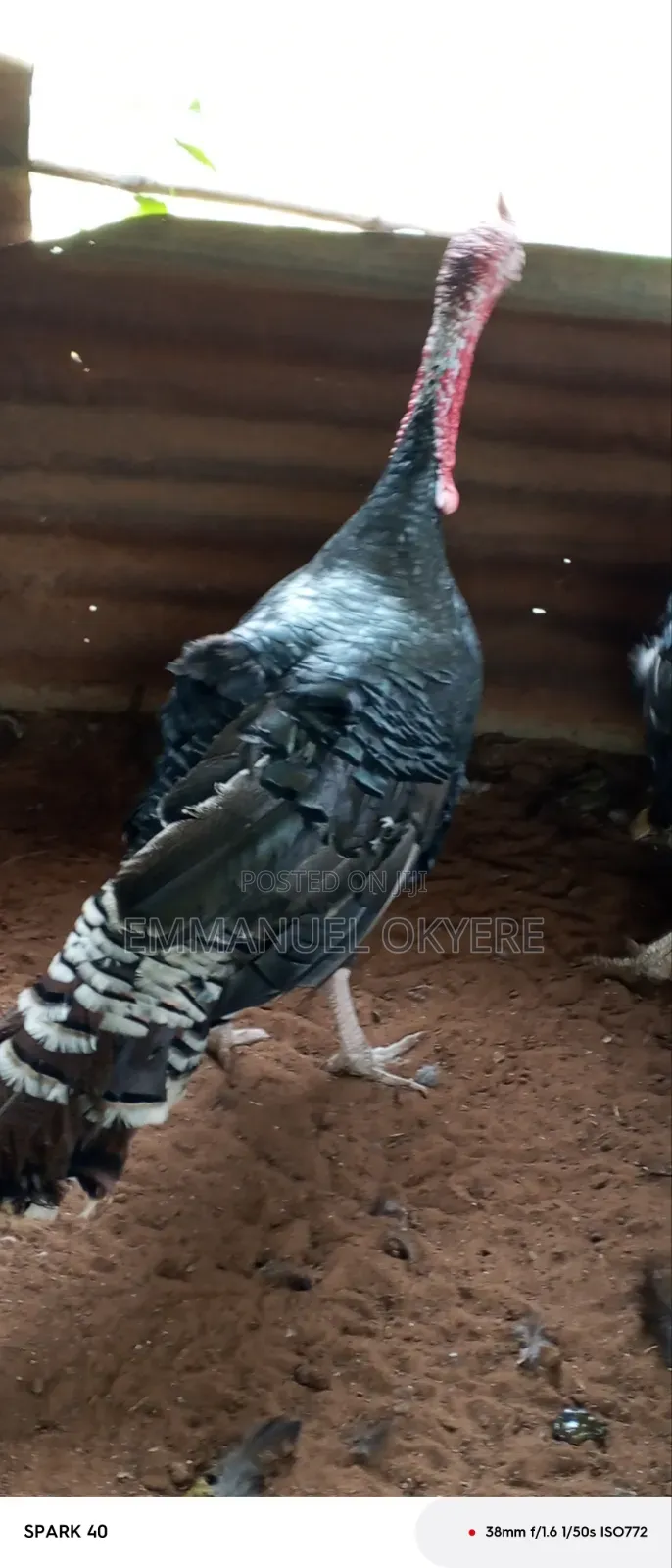 Mature Turkeys