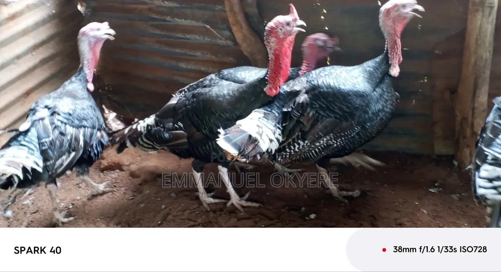 Mature Turkeys