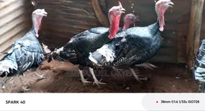 Mature Turkeys
