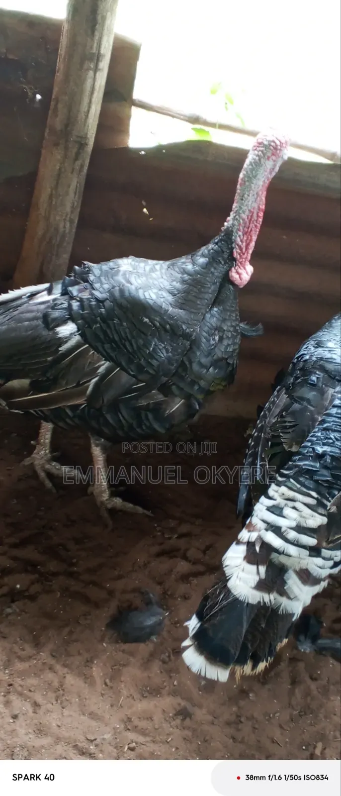Mature Turkeys