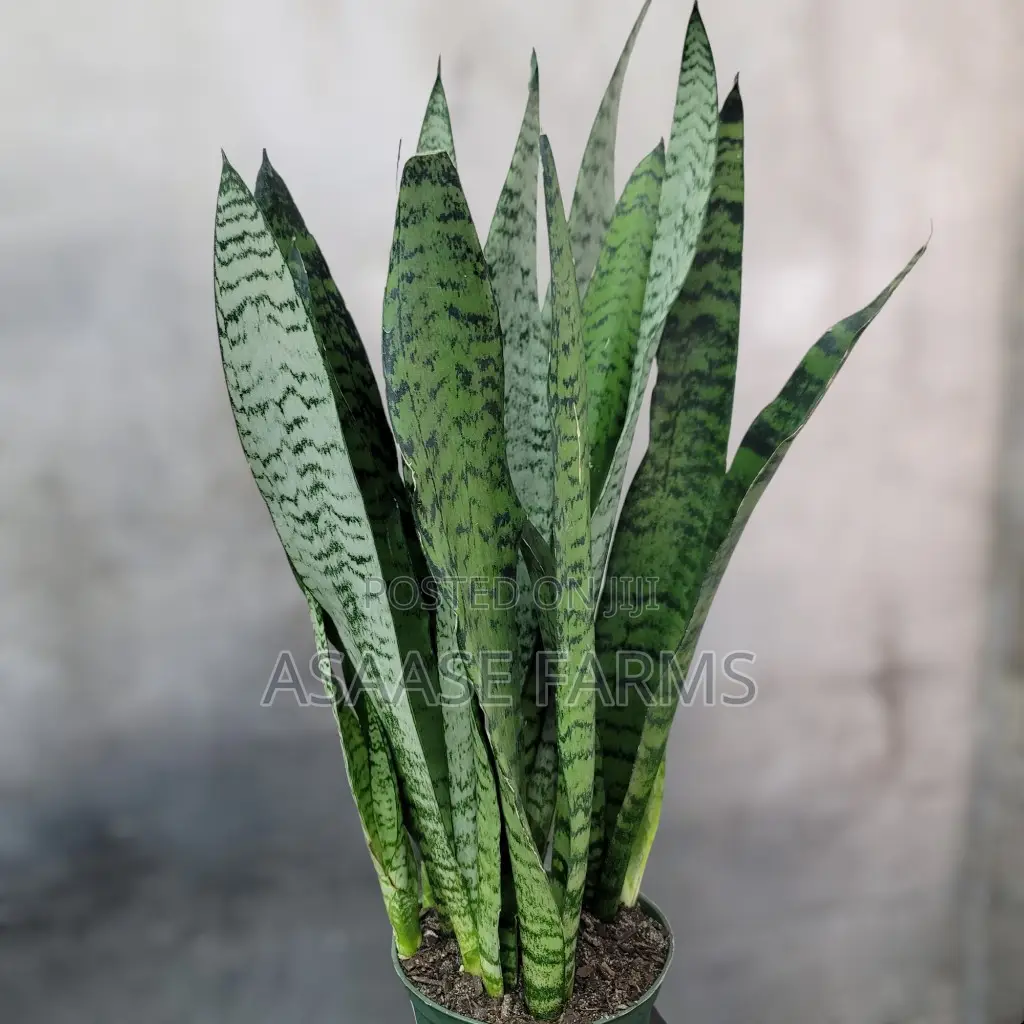 Snake Plants