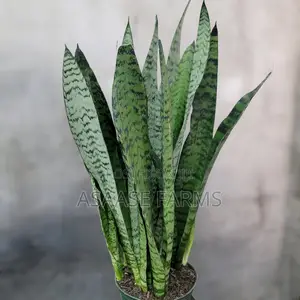 Snake Plants