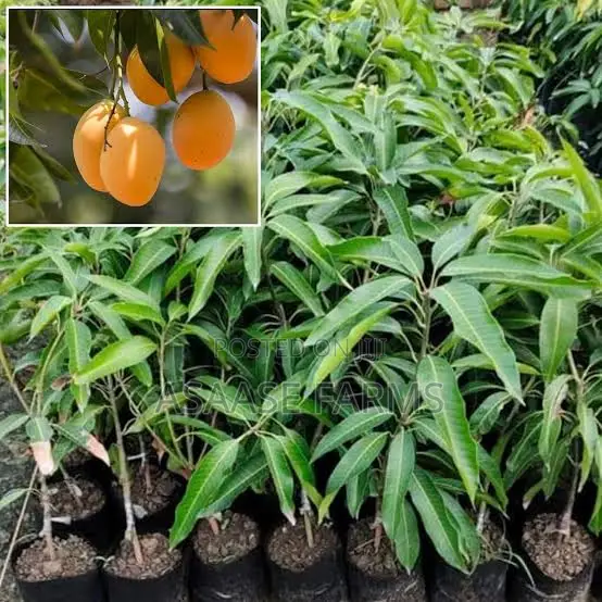 Alphonse Mango Plant Seedling