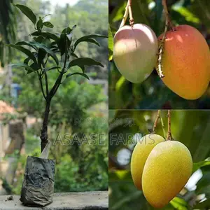 Alphonse Mango Plant Seedling