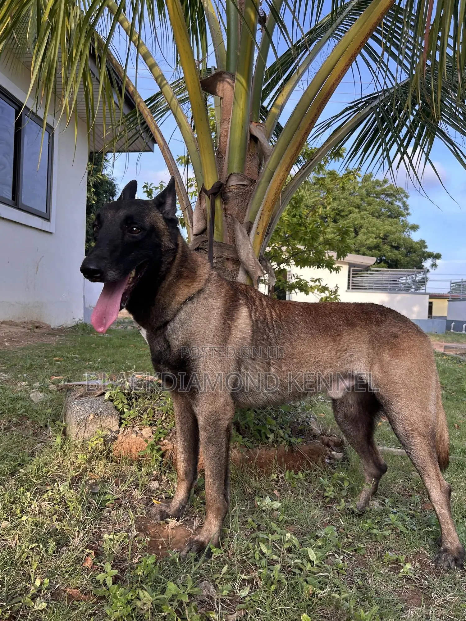 1+ year Male Purebred Belgian Malinois