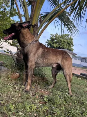 1+ year Male Purebred Belgian Malinois