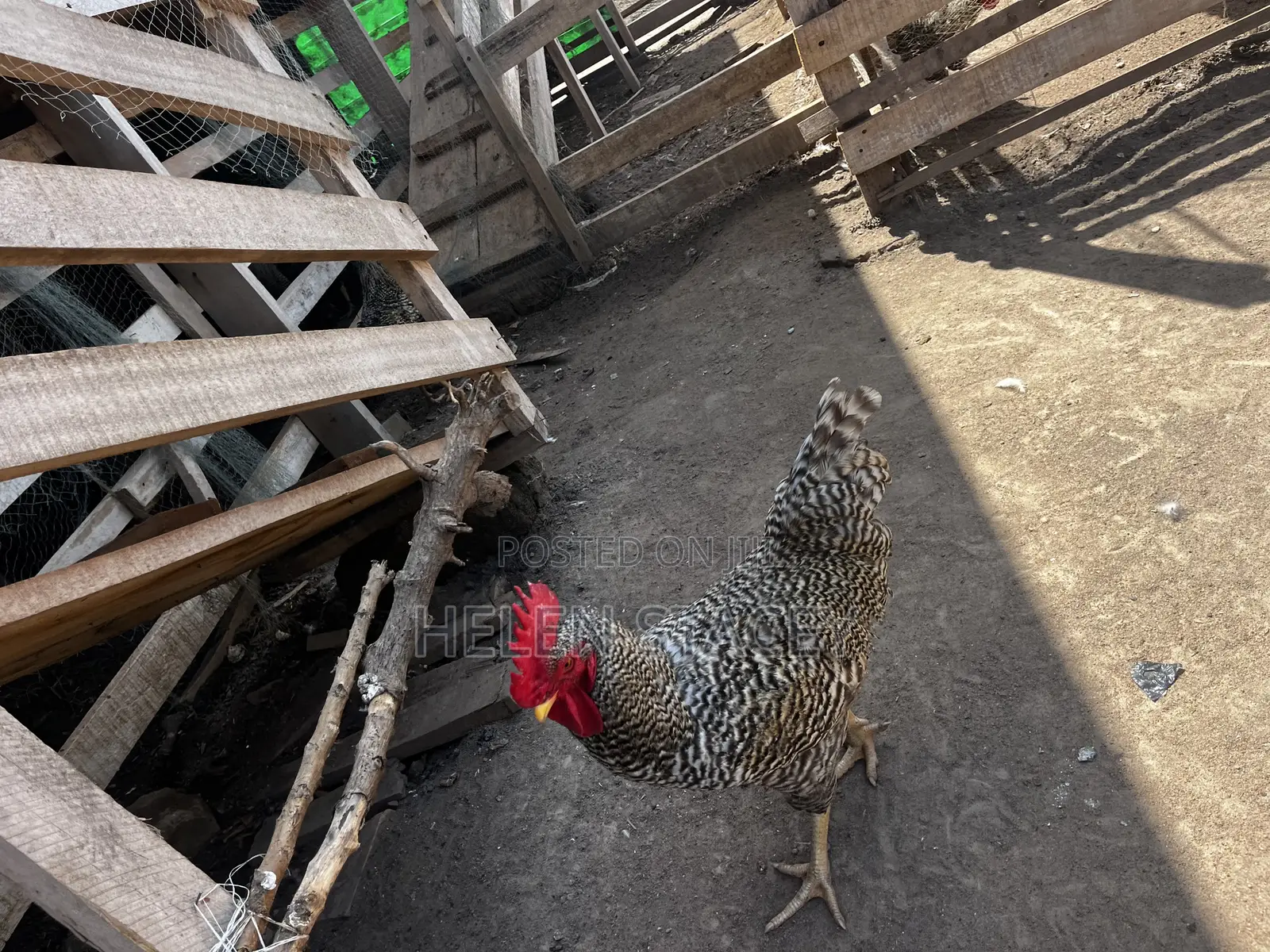 Check Check Chicken